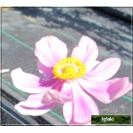 Anemone hybrida Serenade - Zawilec mieszańcowy Serenade - różowy, wys 90, kw 8/9 C2
