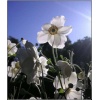 Anemone japonica Honorine Jobert - Zawilec japoński Honorine Jobert - biały, pojedynczy, wys 100, kw 8/10 C2 xxxy