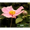 Anemone japonica Lorelei - Zawilec japoński Lorelei - różowy, wys 60, kw 8/10 C2 xxxy