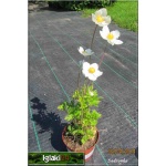 Anemone sylvestris - Zawilec wielokwiatowy - biały, wys 20, kw 4/5 C0,5