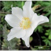 Anemone sylvestris - Zawilec wielokwiatowy - biały, wys 20, kw 4/5 C2 xxxy