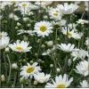 Anthemis carpatica Karpatenschnee - Rumian karpacki Karpatenschnee - białe, wys. 15, kw. 5/7 FOTO