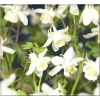 Aquilegia caerulea Spring Magic White - Orlik błękitny Spring Magic White - białe, wys. 30, kw. 6/8 FOTO 
