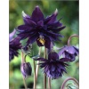 Aquilegia vulgaris Black Barlow - Orlik pospolity Black Barlow - ciemnofioletowy, wys 50, kw 5/7 C0,5 xxxy