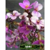 Arabis caucasica Hedi - Gęsiówka kaukaska Hedi - różowe, wys. 10, kw. 4/5 C0,5
