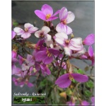 Arabis caucasica Hedi - Gęsiówka kaukaska Hedi - różowe, wys. 10, kw. 4/5 C0,5