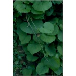 Aristolochia durior - Aristolochia macrophylla - Kokornak wielkolistny FOTO