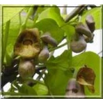 Aristolochia durior - Aristolochia macrophylla - Kokornak wielkolistny FOTO