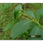Aronia melanocarpa - Aronia czarna balotowana 30-60cm 