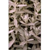 Artemisia ludoviciana - Bylica luizjańska - białe, wys. 60/90, kw. 7/8 C1 zzzz xxxy