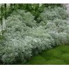 Artemisia schmidtiana Nana Attraction - Bylica Schmidta Nana Attraction - białe, wys. 15, kw. 7/8 C0,5 xxxy zzzz