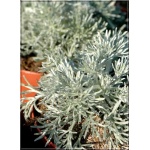 Artemisia schmidtiana Silver Mound - Bylica Schmidta Silver Mound - żółte, wys. 30, kw. 6/7 C0,5 xxxy