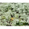 Artemisia stelleriana Silver Brocade - Bylica Stellera Silver Brocade - żółte, wys. 30, kw. 6/8 C0,5