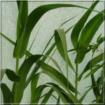 Arundo donax - Trzcina laskowa - zielona, szerokie liscie, wys. 350 FOTO 
