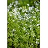 Asperula odorata - Marzanka wonna - Przytulia wonna - białe, wys. 30, kw. 5/6 C1 