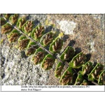 Asplenium trichomanes - Zanokcica skalna - Paproć - wys 20 FOTO