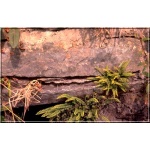 Asplenium trichomanes - Zanokcica skalna - Paproć - wys 20 FOTO
