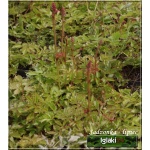 Astilbe chinensis Pumila - Tawułka chińska Pumila - liliowo-różowy, wys 25, kw 9/10 C0,5