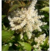 Astilbe japonica Gladstone - Tawułka japońska Gladstone - białe, wys. 50, kw. 6/7 C0,5