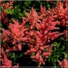 Astilbe japonica Rheinland - Tawułka japońska Rheinland - rożowo-czerwony, wys. 60, kw 6/7 C0,5 xxxy