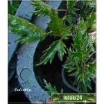 Astilbe simplicifolia Sprite - Tawułka pojedyńczolistna Sprite - jasnoróżowy, wys 30, kw 8/9 C0,5 