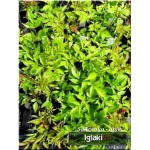 Astilbe simplicifolia Sprite - Tawułka pojedyńczolistna Sprite - jasnoróżowy, wys 30, kw 8/9 C0,5 