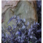 Athyrium niponicum Burgundy Lace - Wietlica japońska Burgundy Lace - Paproć - wys. 40 FOTO