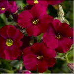 Aubrieta cultorum Axcent Burgundy - Żagwin ogrodowy Axcent Burgundy - czerwone, wys. 20, kw. 3/5 C2 xxxy