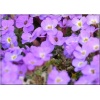 Aubrieta cultorum Axcent Violet With Eye - Żagwin ogrodowy Axcent Violet With Eye - fioletowe, wys. 20, kw. 3/5 C0,5