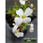 Aubrieta deltoides Alba - Żagwin zwyczajny Alba - białe, wys. 15, kw. 4/5 C0,5
