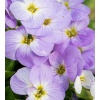 Aubrieta gracilis Florado Blue Blush Bicolour - Żagwin drobny Florado Blue Blush Bicolour - fioletowe, wys. 5, kw. 4/5 C0,5 xxxy zzzz