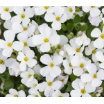 Aubrieta gracilis Florado White - Żagwin drobny Florado White - białe, wys. 5, kw. 4/5 C0,5 zzzz