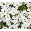 Aubrieta gracilis Florado White - Żagwin drobny Florado White - białe, wys. 5, kw. 4/5 C2 zzzz