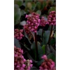 Bergenia Cordifolia Abendglocken - Bergenia sercowata Abendglocken - purpurowo-czerwona, wys. 30, kw 4/5 FOTO