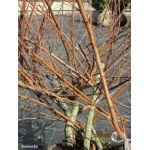 Betula nana - Brzoza karłowata FOTO