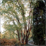 Betula nigra - Betula rubra - Brzoza nadrzeczna - Brzoza czarna FOTO