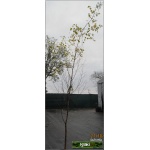 Betula pendula - Betula alba - Betula verrucosa - Brzoza brodawkowata ob. 6-8 C_15 350-450cm 