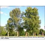 Betula pendula - Betula alba - Betula verrucosa - Brzoza brodawkowata ob. 8-10 C_15 350-450cm 