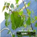 Betula pendula - Betula alba - Betula verrucosa - Brzoza brodawkowata FOTO