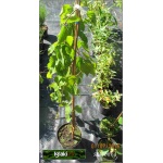 Betula pendula Long Trunk - Betula utilis Long Trunk - Brzoza brodawkowata Long Trunk FOTO