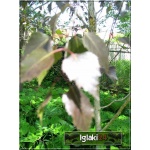 Betula pendula Purpurea - Brzoza brodawkowata Purpurea C_15_200-250cm 
