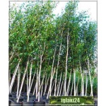 Betula utilis Doorenbos - Brzoza pożyteczna Doorenbos ob. 8-10 C_30 _200-300cm