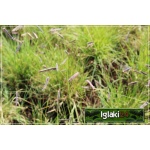 Bouteloua gracilis - Butelua smukła - brązowo-zielone, wys. 30, kw. 7/9 FOTO