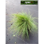 Bouteloua gracilis - Butelua smukła - brązowo-zielone, wys. 30, kw. 7/9 FOTO