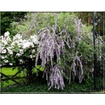 Buddleja alternifolia - Budleja skrętolistna - liliowo-fioletowe FOTO