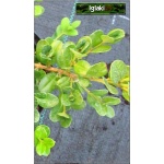 Buxus microphylla Faulkner - Bukszpan drobnolistny Faulkner FOTO