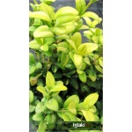 Buxus sempervirens Aurea - Bukszpan wieczniezielony Aurea C2 20-30cm
