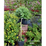 Buxus sempervirens - Bukszpan wieczniezielony Bonsai kula na pniu FOTO 