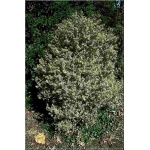Buxus sempervirens Elegantissima - Bukszpan wieczniezielony Elegantissima FOTO