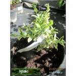 Buxus sempervirens Elegantissima - Bukszpan wieczniezielony Elegantissima FOTO